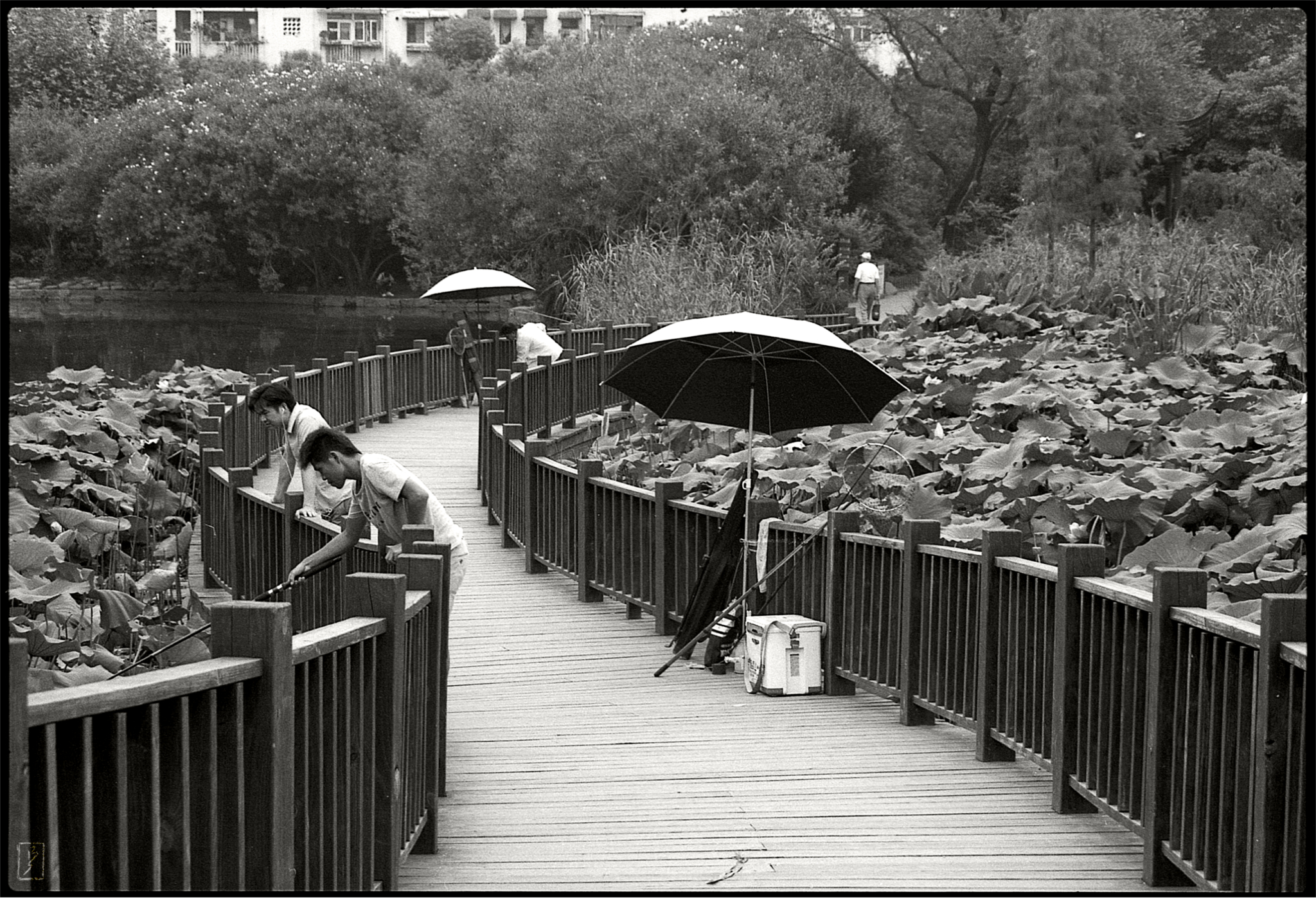 Anglers on the bridge across the Lotus-pond.