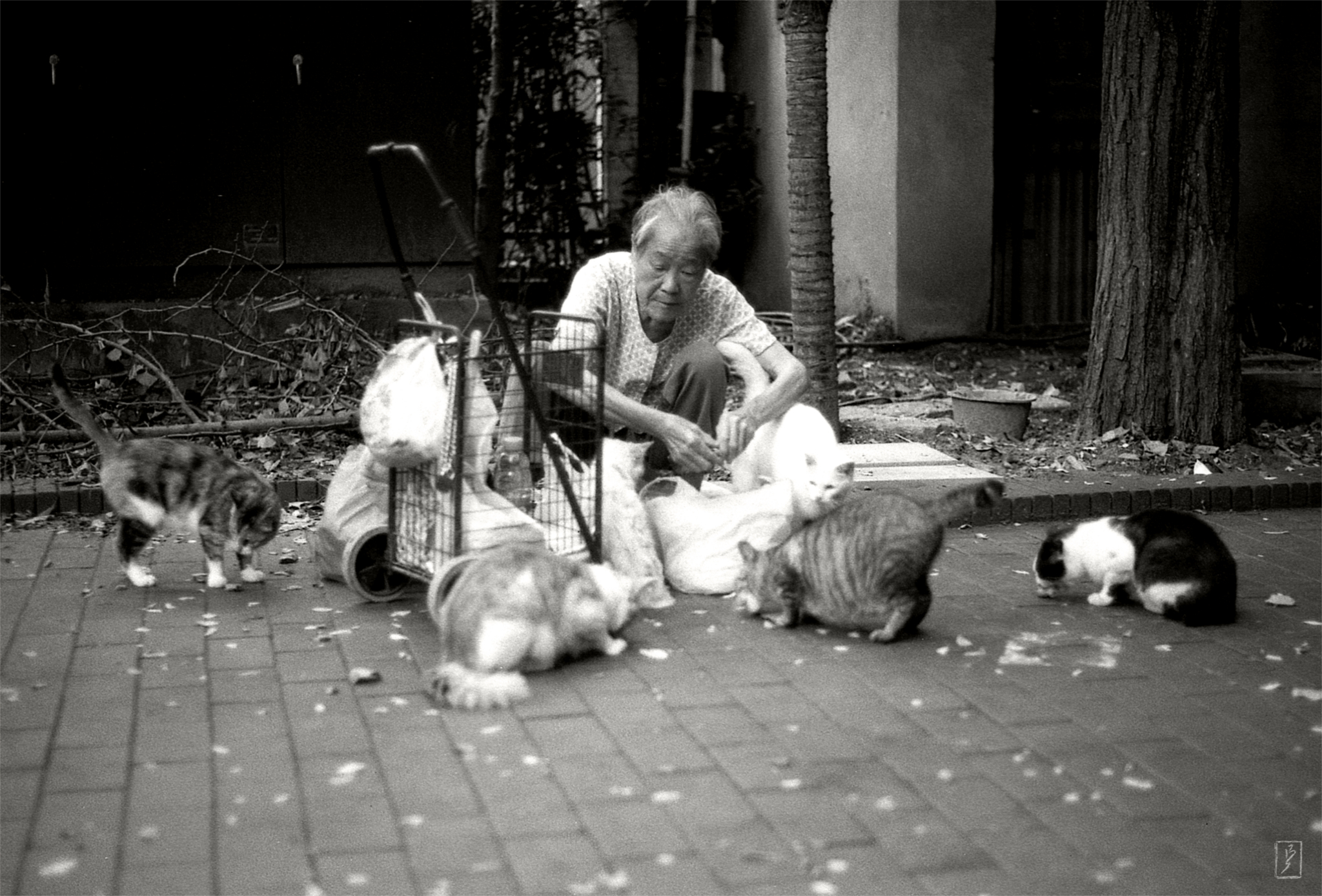 Zhongshan park (中山公园): An old woman with the group of cats she regularly feeds.