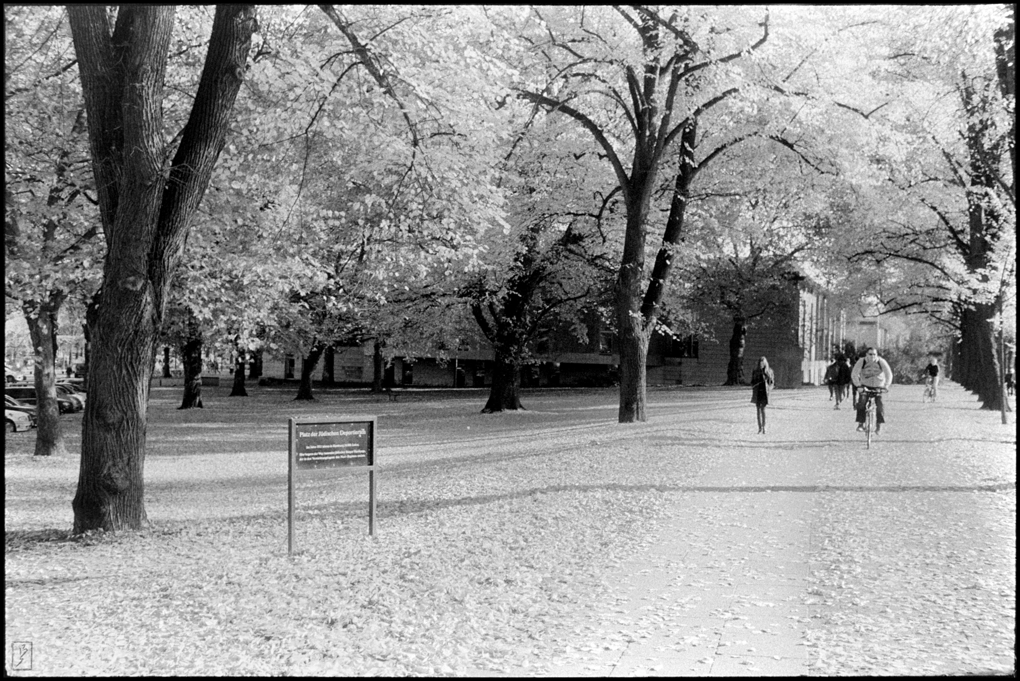 Light in the trees on Edmund-Siemers-Allee/Platz der jüdischen Deportierten in autumn 2015.